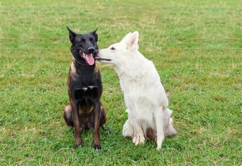 dog,sex|Dealing with excessively sexual behaviour in male dogs